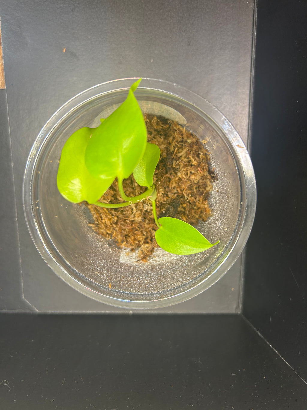Lemon Lime Monstera (Starter)