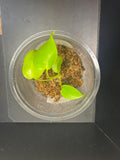 Lemon Lime Monstera (Starter)
