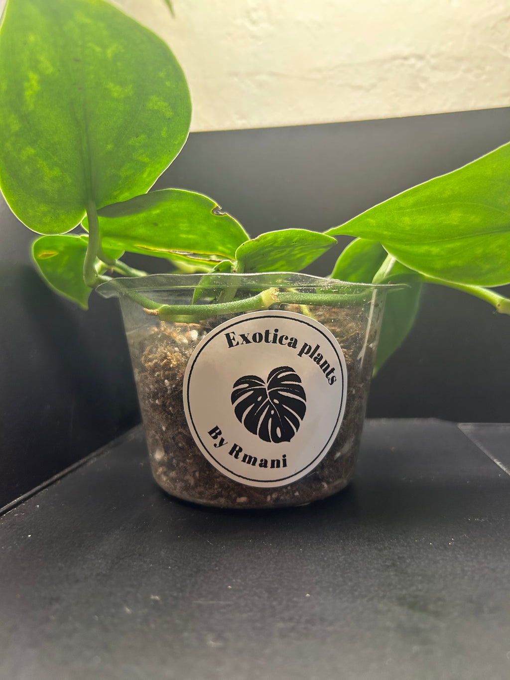 Scindapsus Silver Satin (Starter)