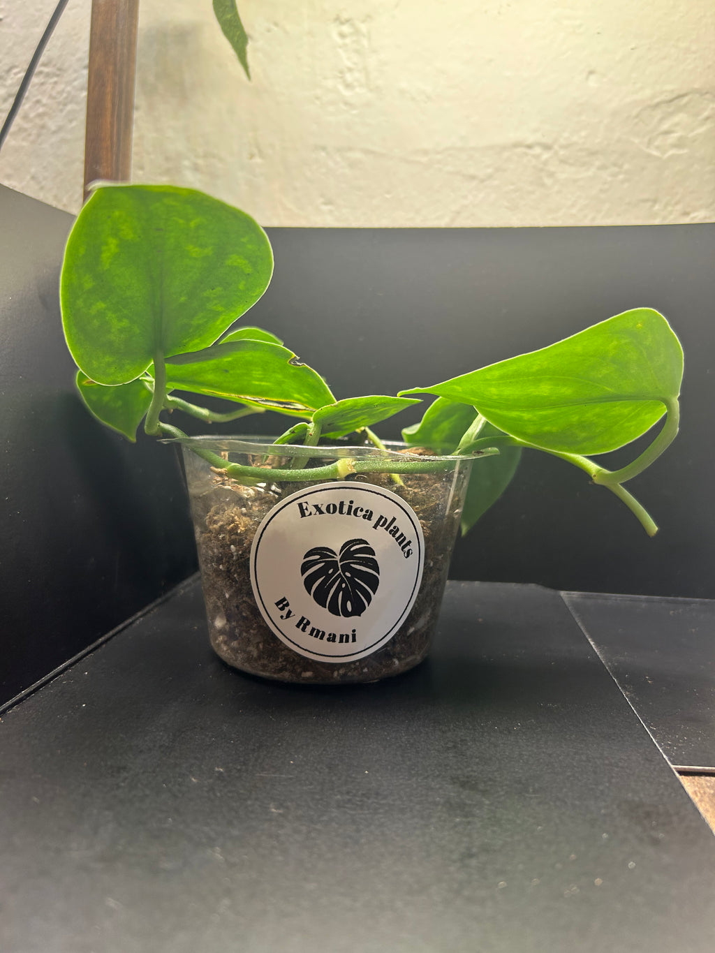 Scindapsus Silver Satin (Starter)