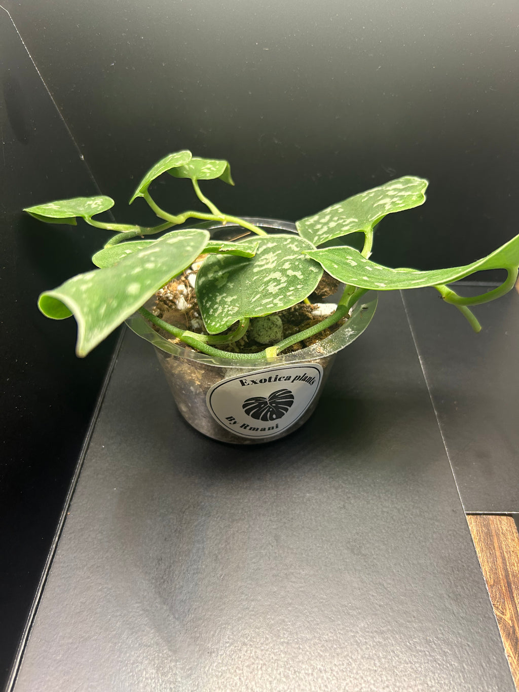 Scindapsus Silver Satin (Starter)