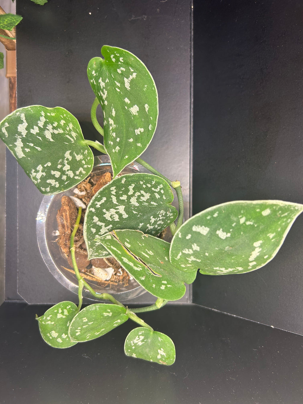 Scindapsus Silver Satin (Starter)