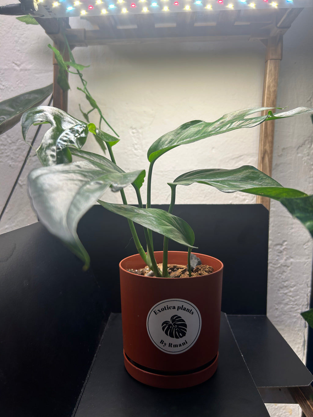 Baltic Blue Pothos