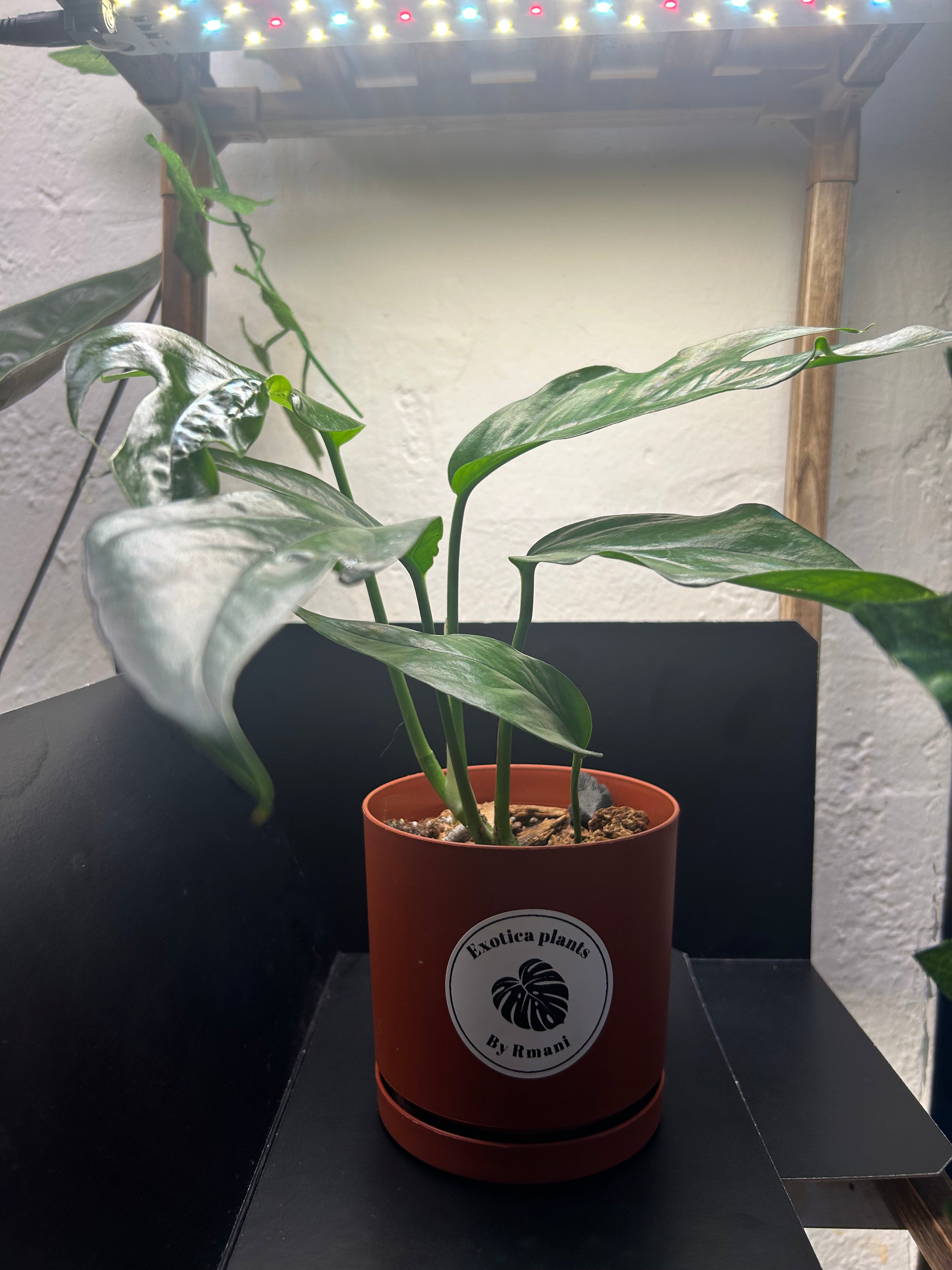 Baltic Blue Pothos