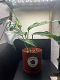 Baltic Blue Pothos