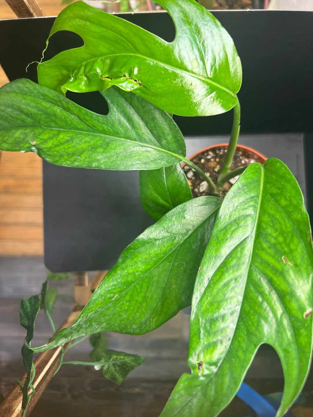 Baltic Blue Pothos