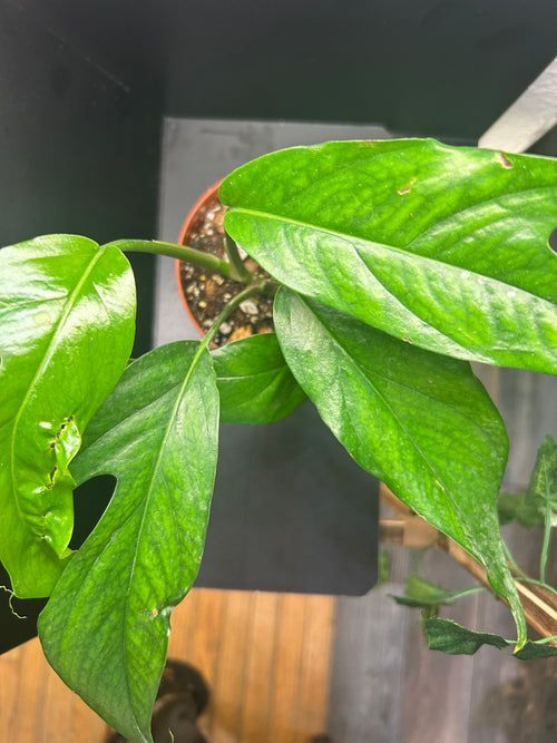 Baltic Blue Pothos