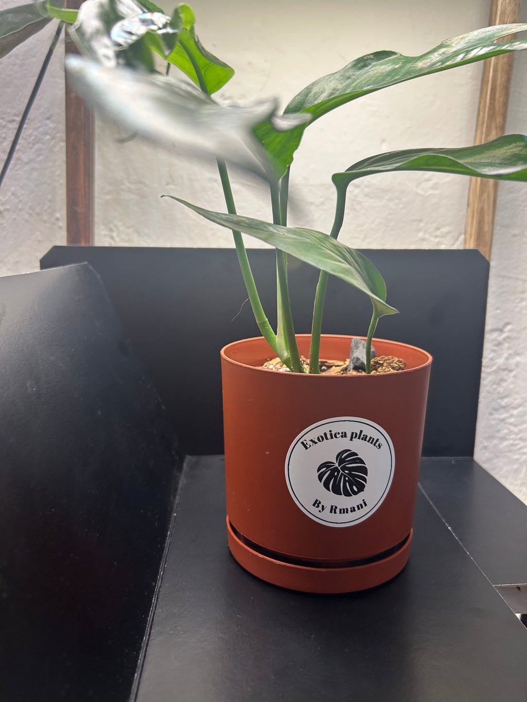 Baltic Blue Pothos