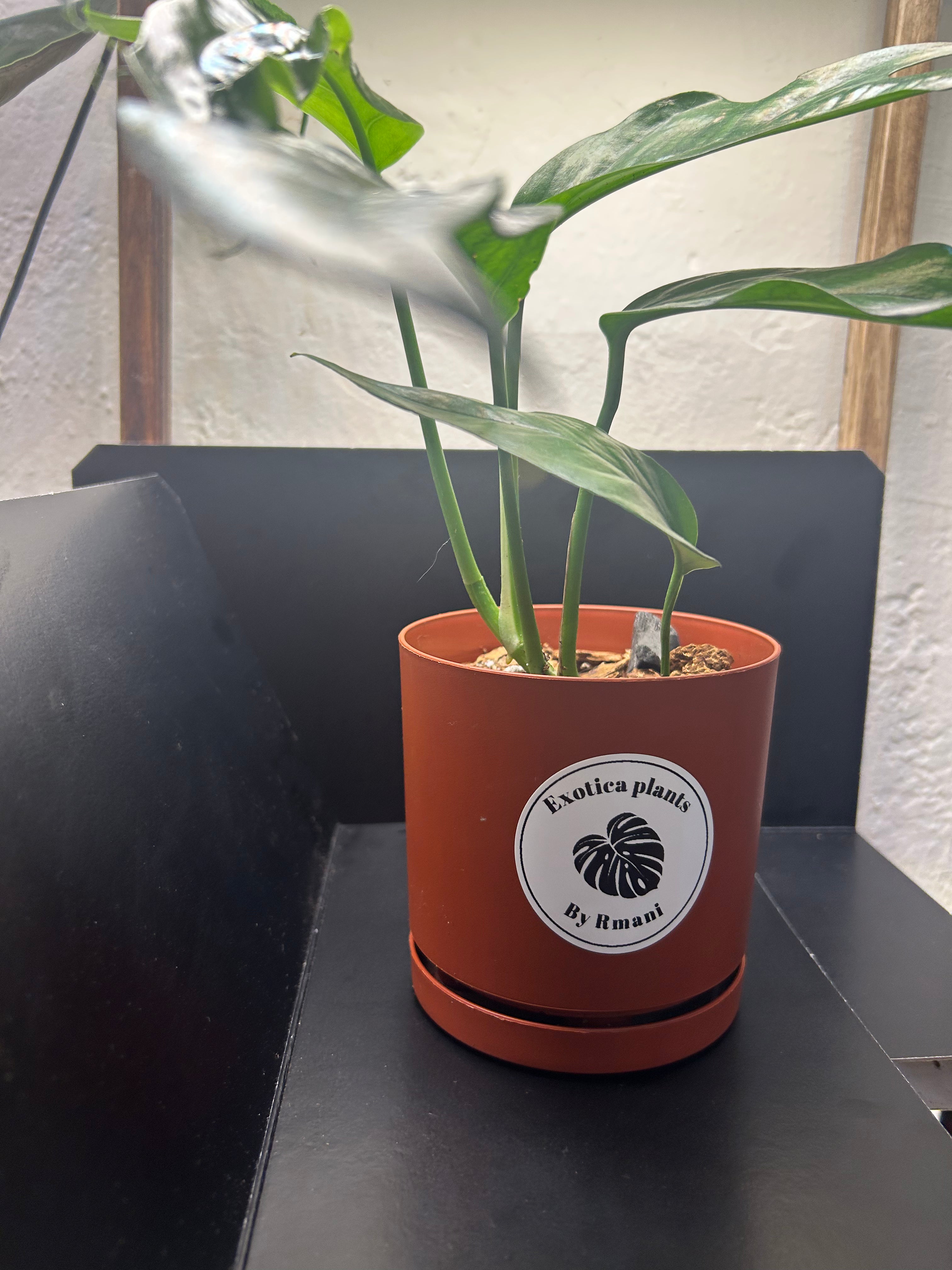 Baltic Blue Pothos