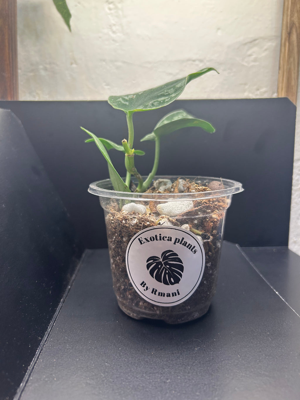 Scindapsus Silver Satin (Starter)