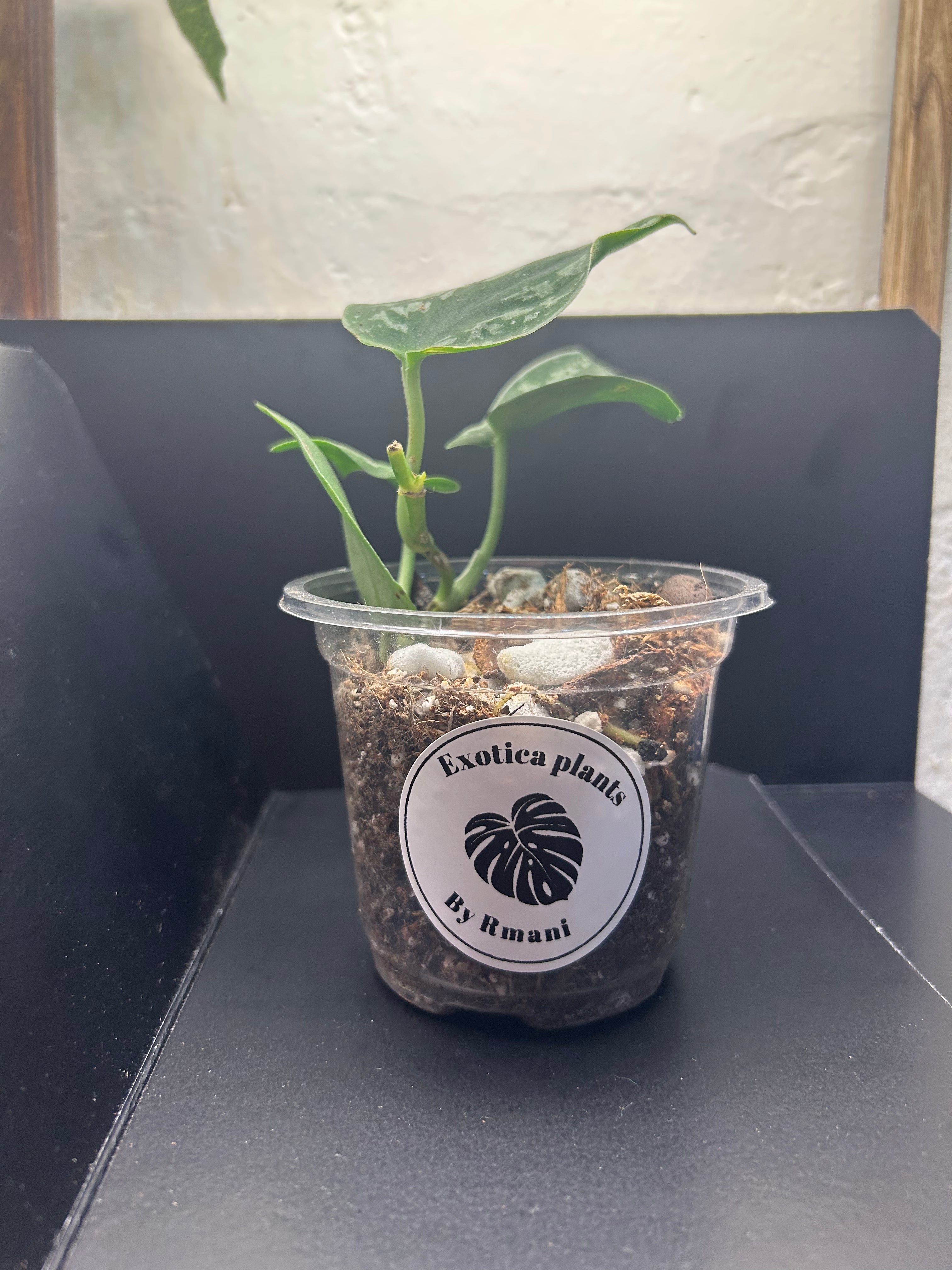 Scindapsus Silver Satin (Starter)