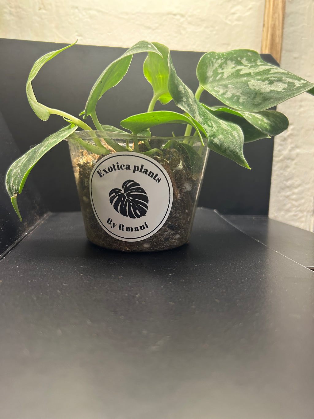 Scindapsus Silver Satin (Starter)