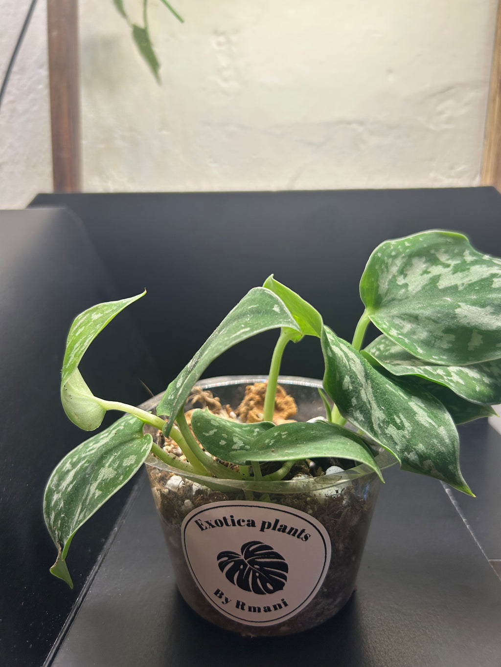 Scindapsus Silver Satin (Starter)