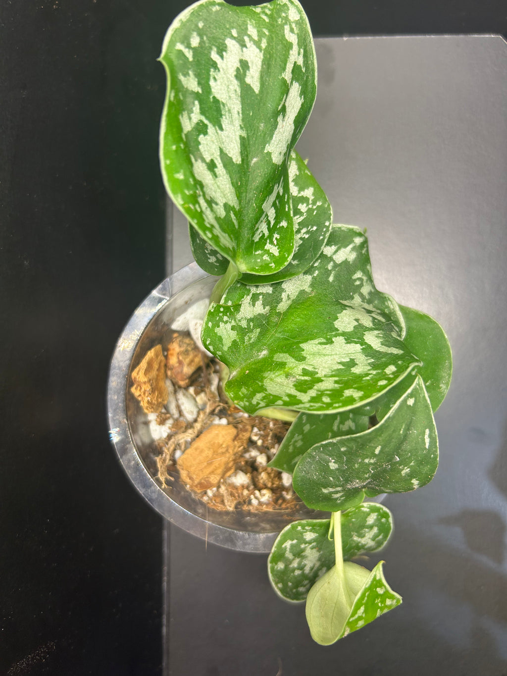 Scindapsus Silver Satin (Starter)