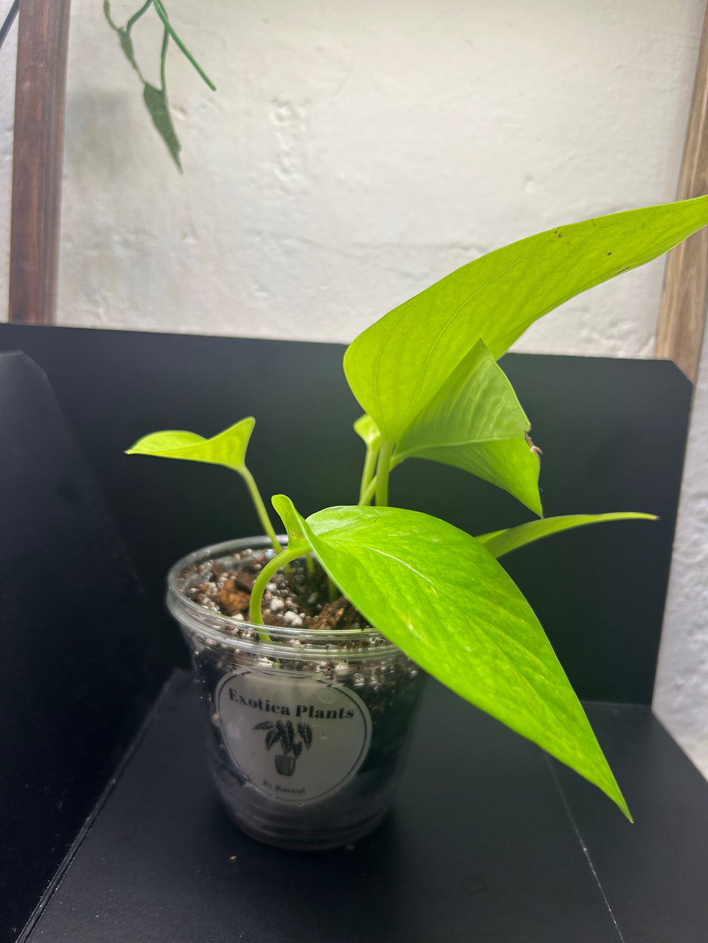 Neon Pothos (Starter)