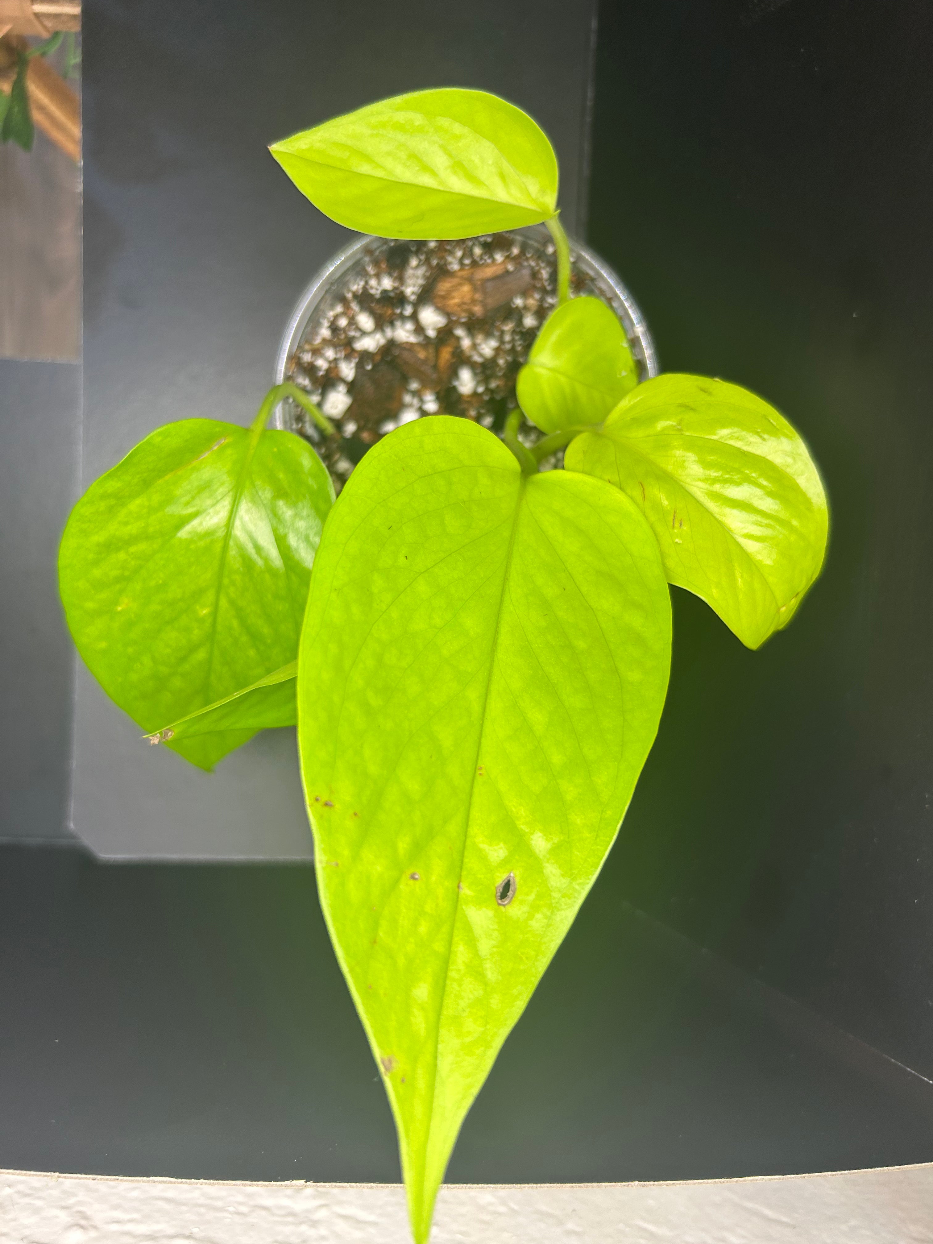 Neon Pothos (Starter)