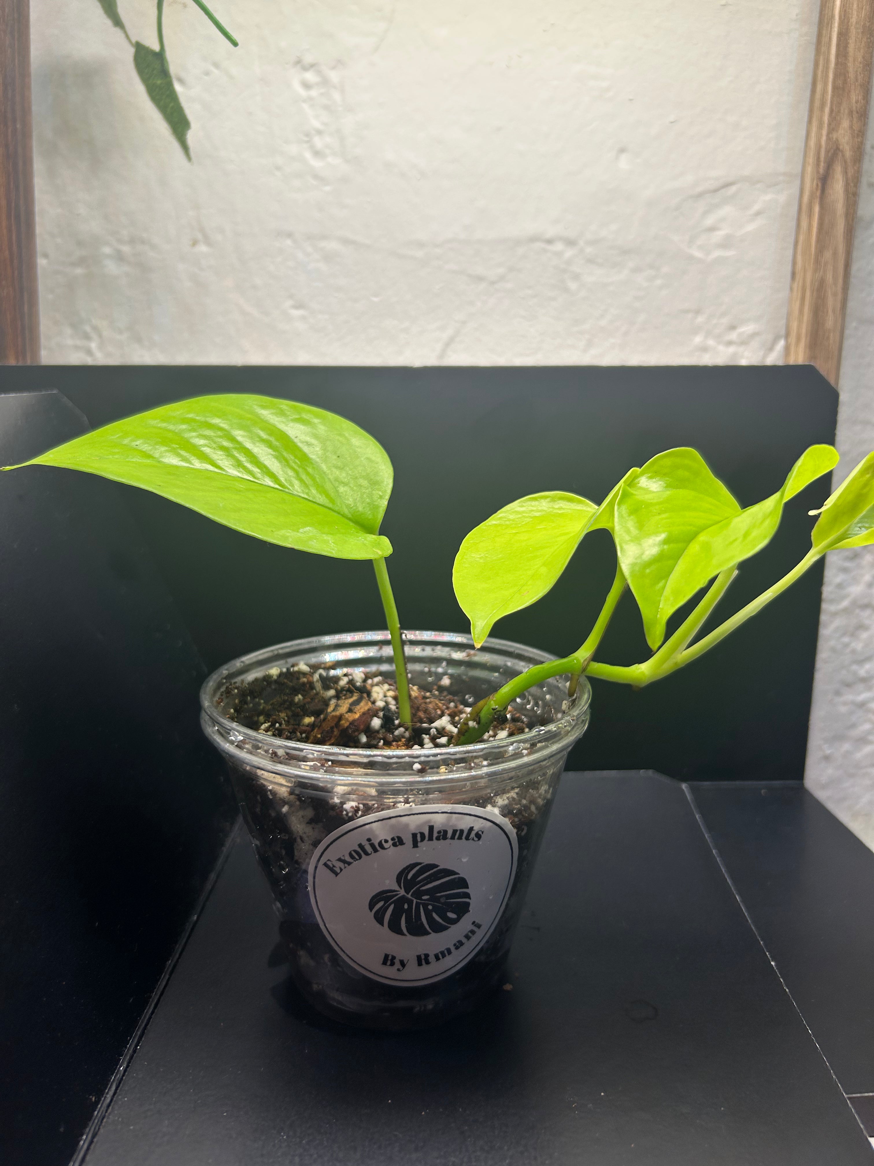 Neon Pothos (Starter)