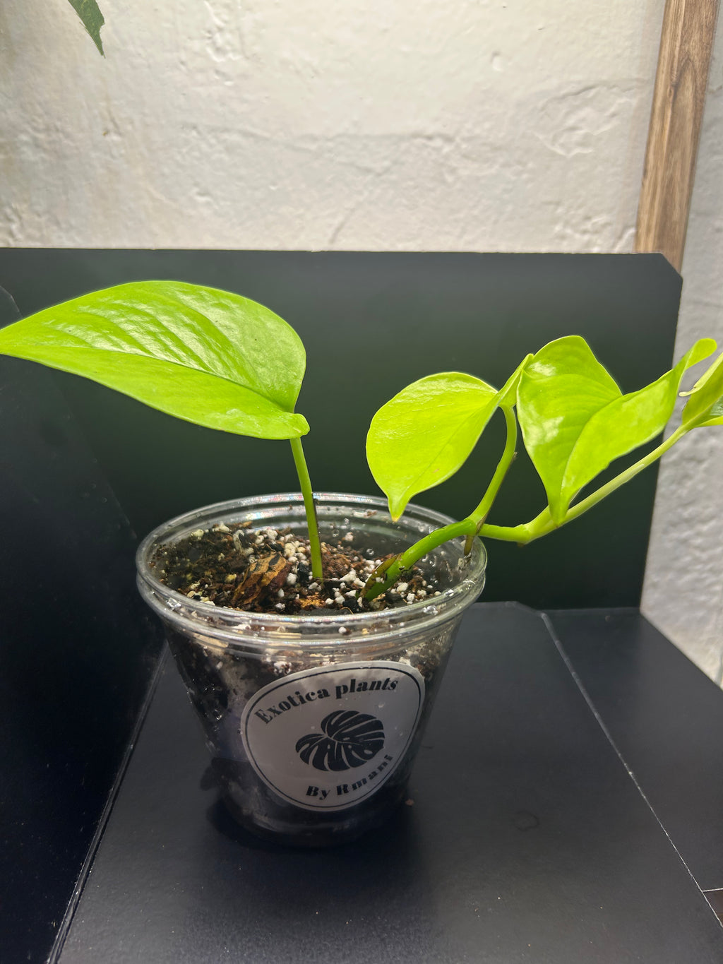 Neon Pothos (Starter)