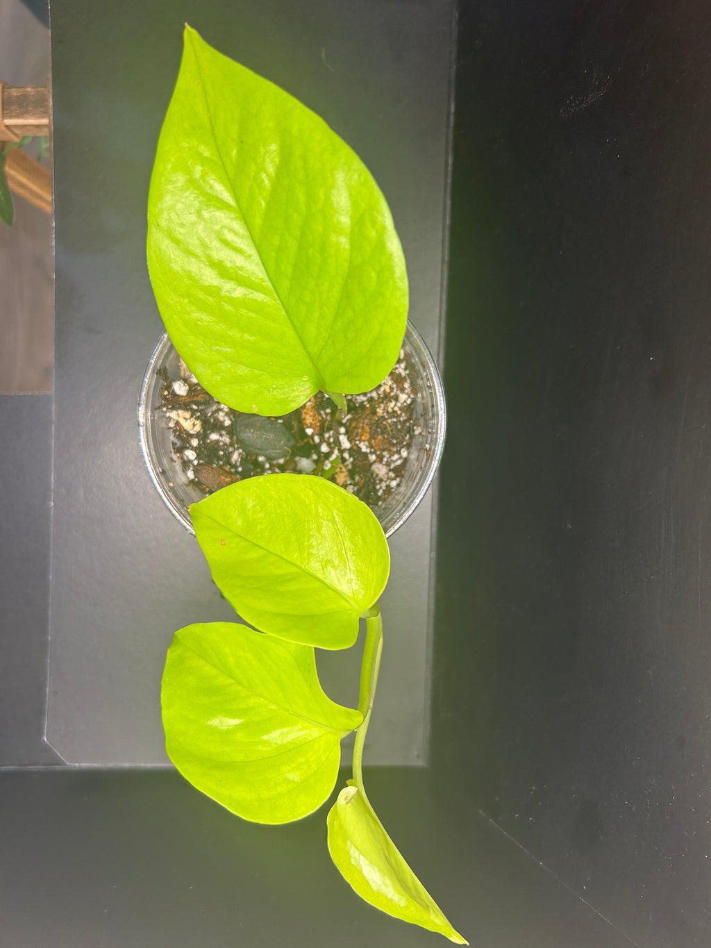 Neon Pothos (Starter)