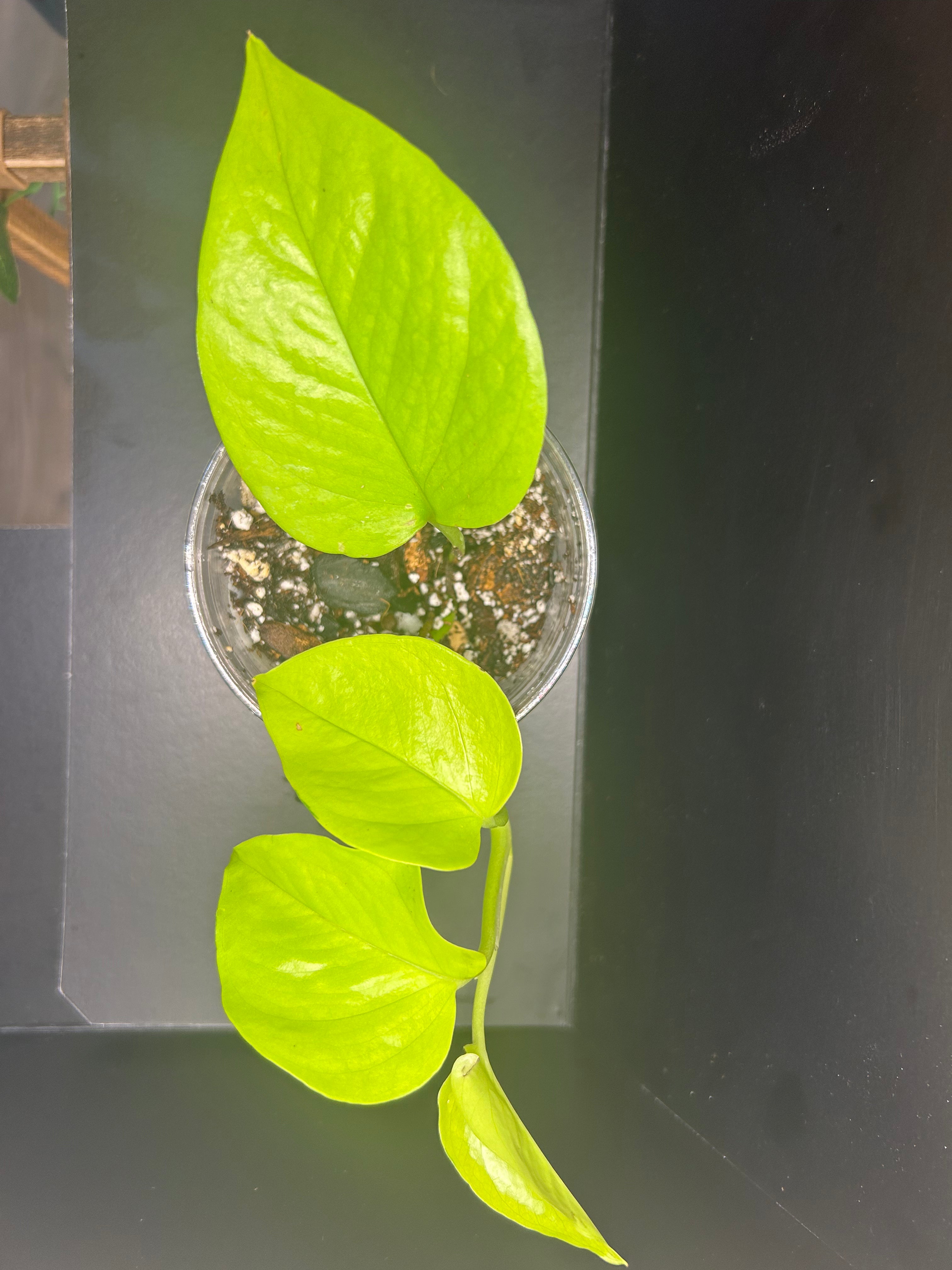Neon Pothos (Starter)