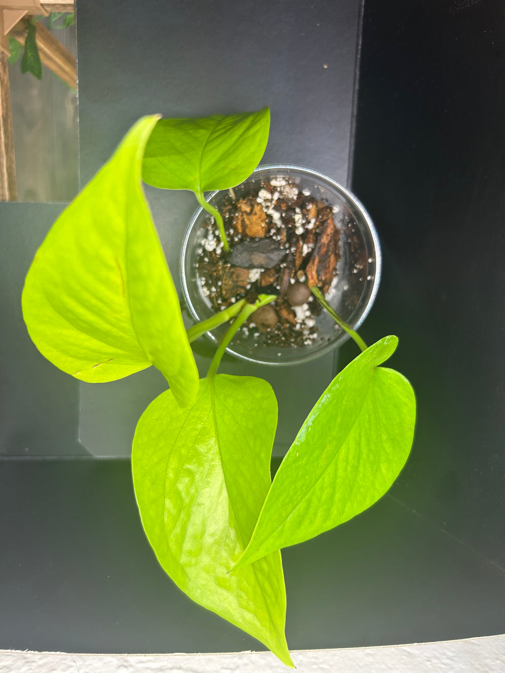 Neon Pothos (Starter)