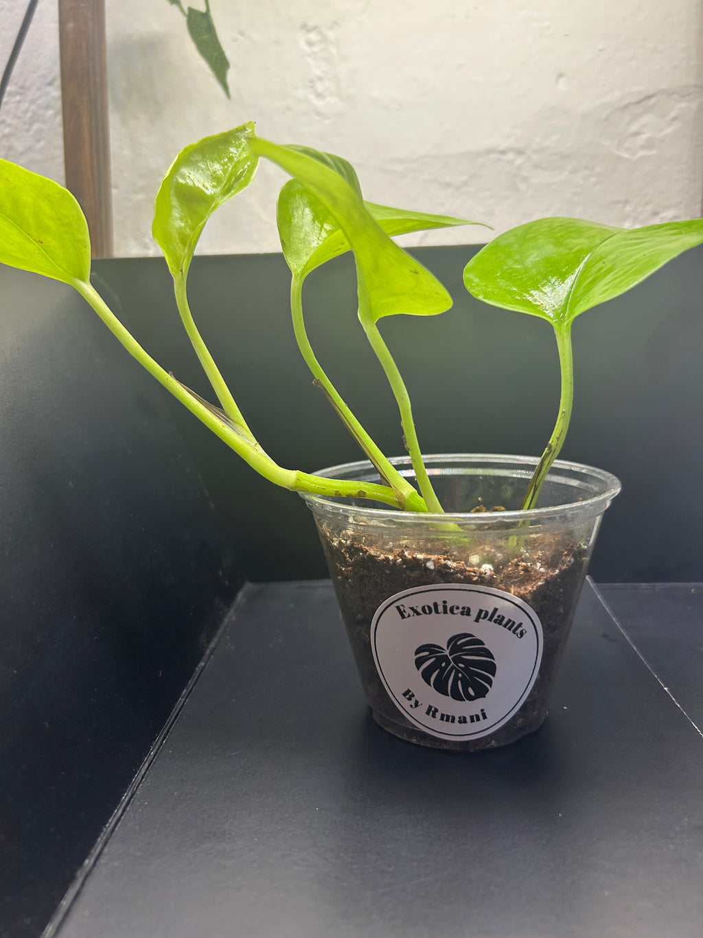 Neon Pothos (Starter)