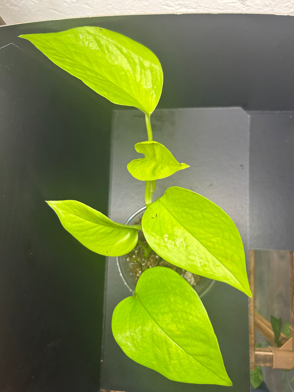Neon Pothos (Starter)