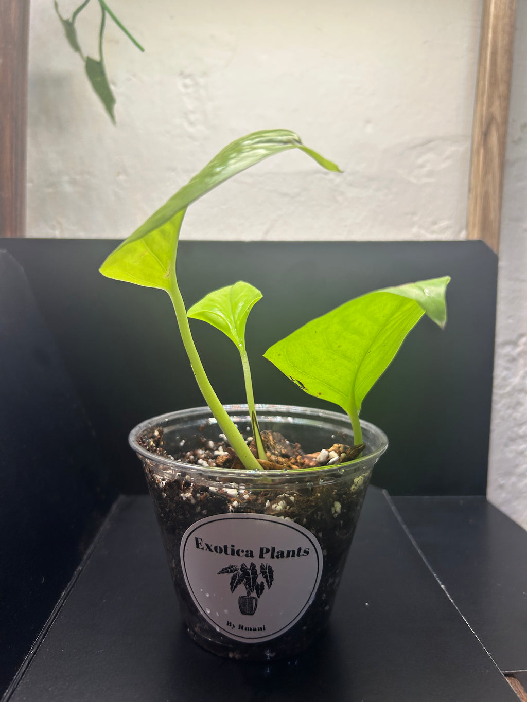 Neon Pothos (Starter)
