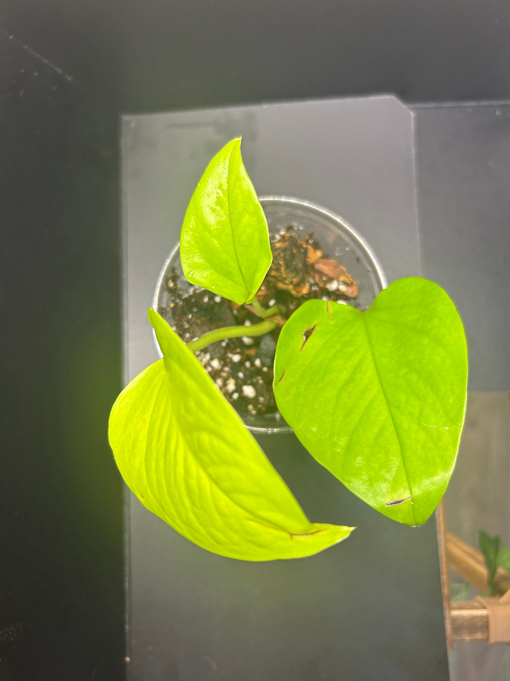 Neon Pothos (Starter)