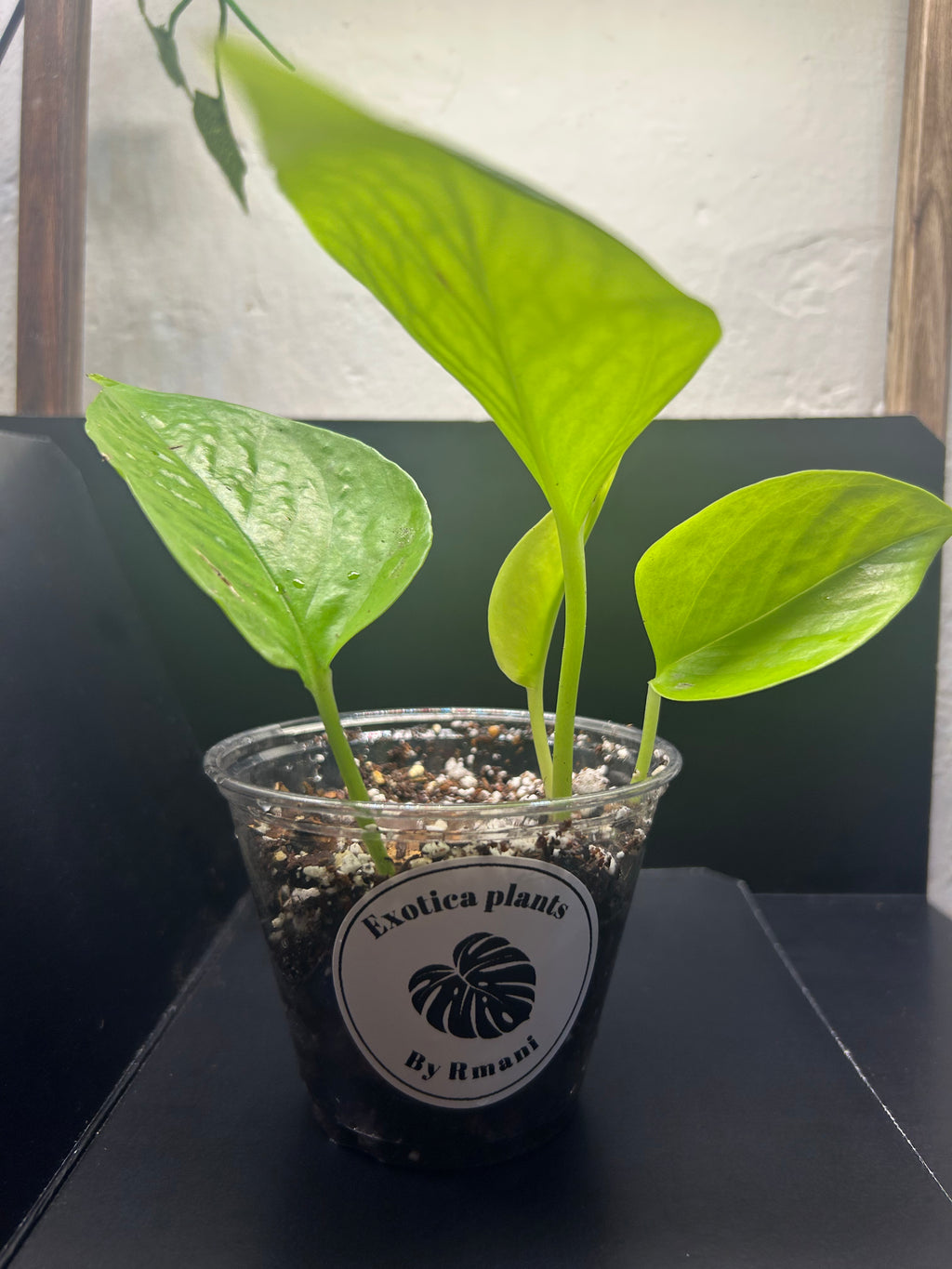 Neon Pothos (Starter)