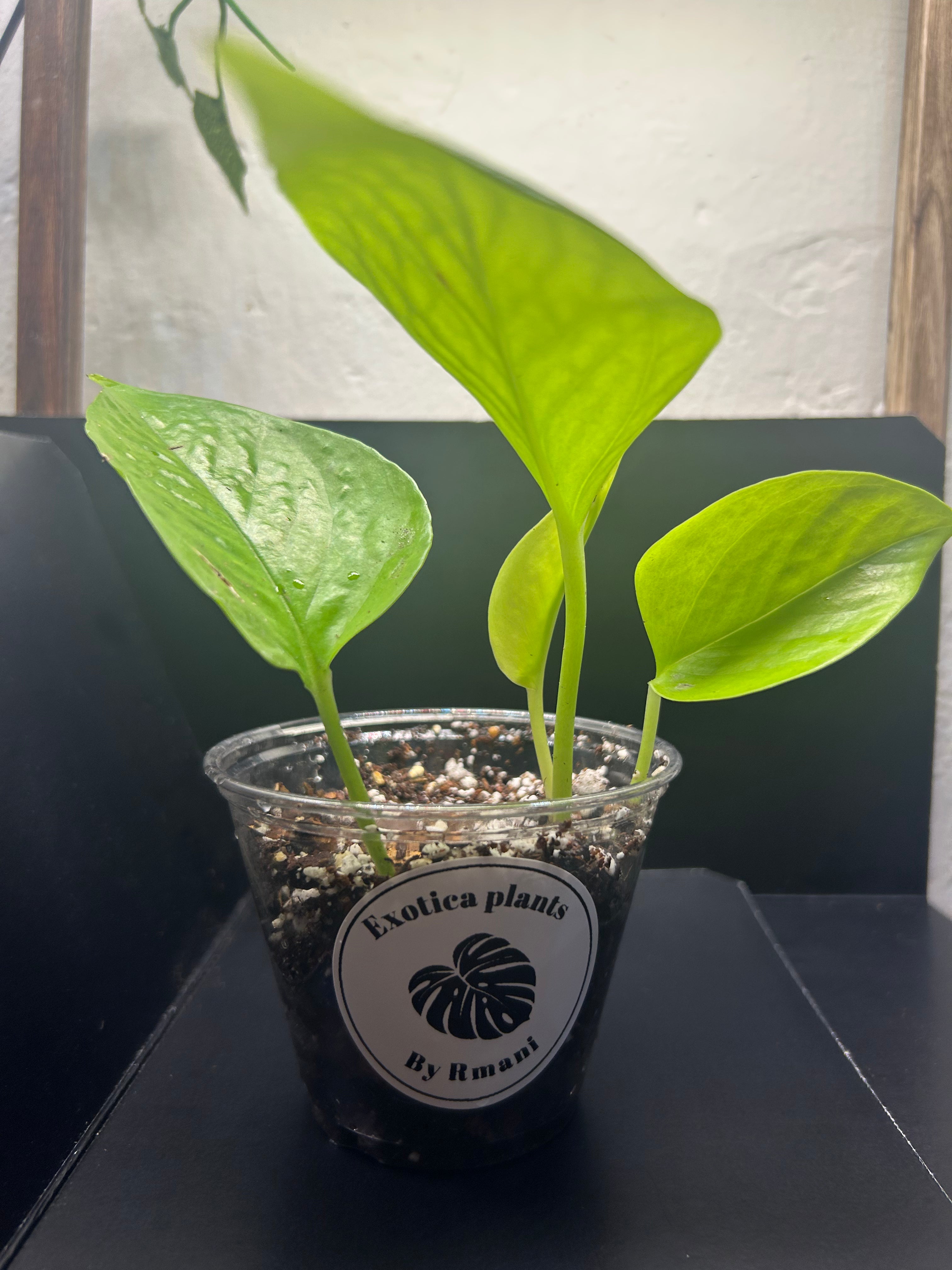 Neon Pothos (Starter)