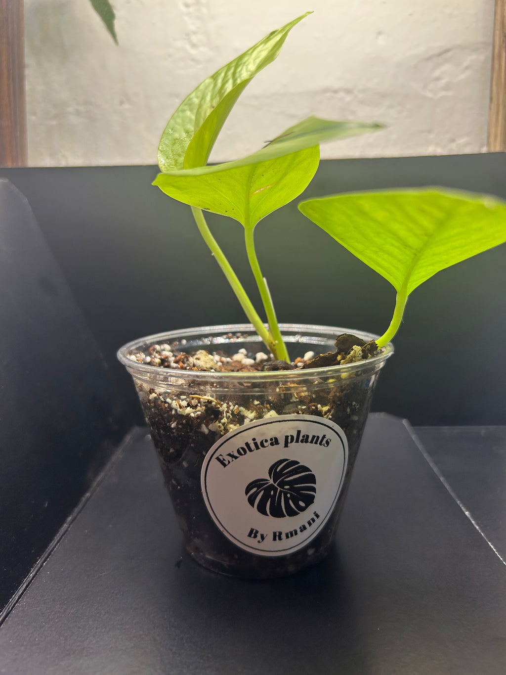 Neon Pothos (Starter)