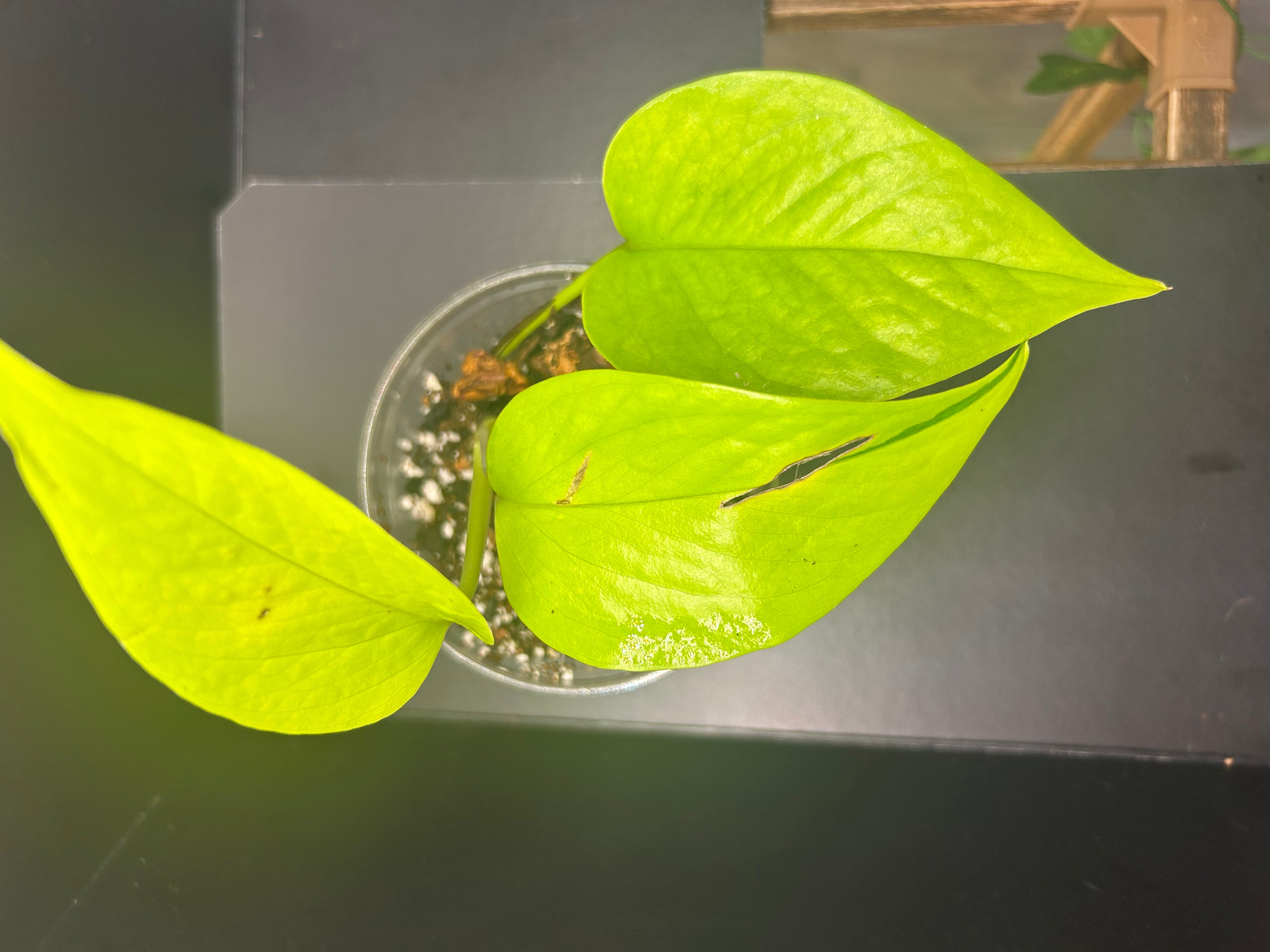Neon Pothos (Starter)