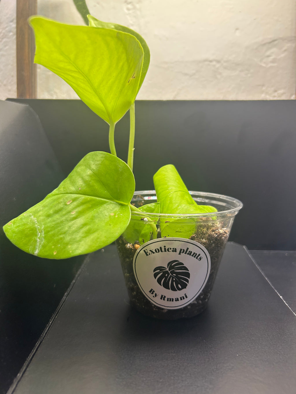 Neon Pothos (Starter)