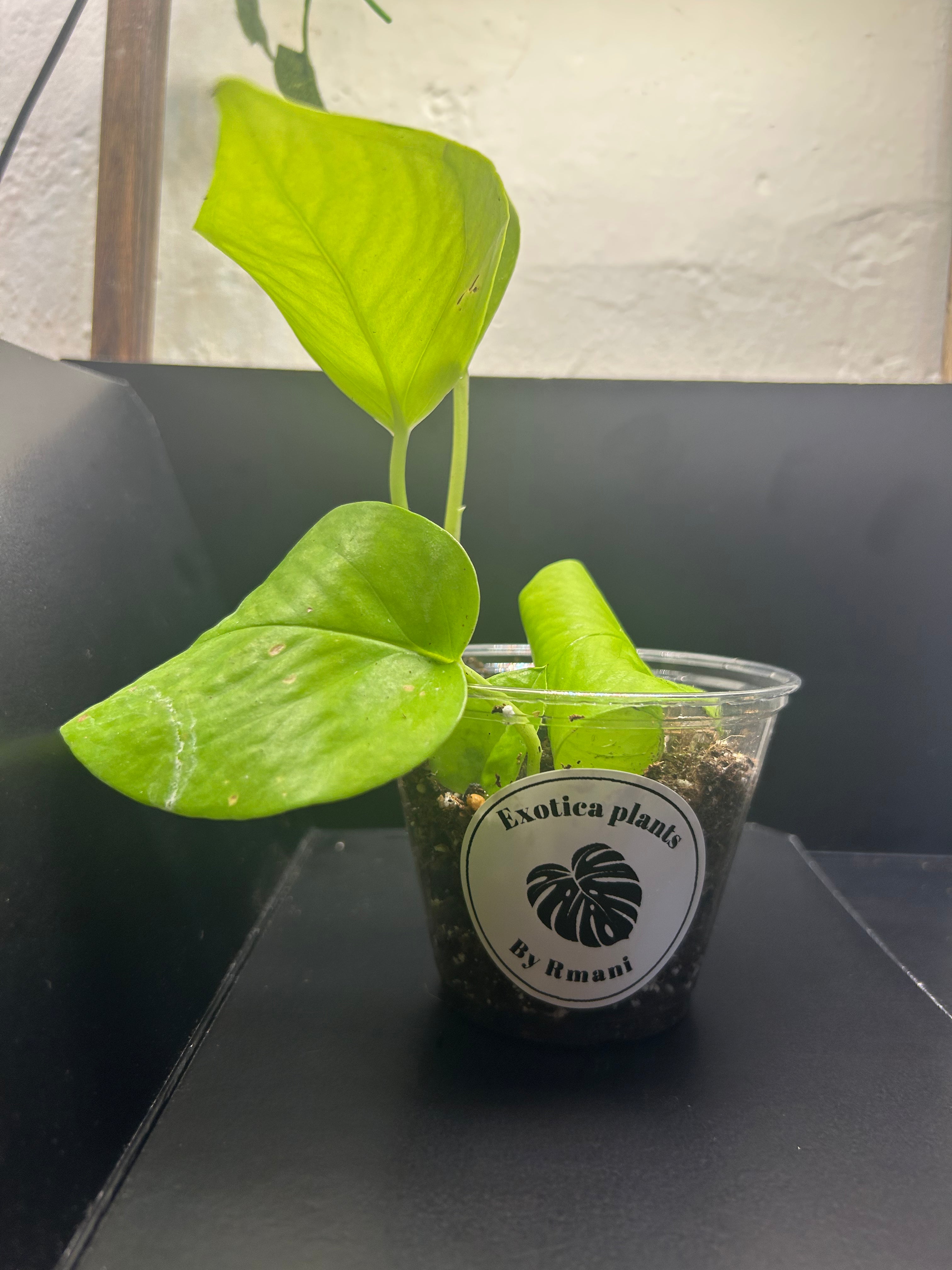 Neon Pothos (Starter)