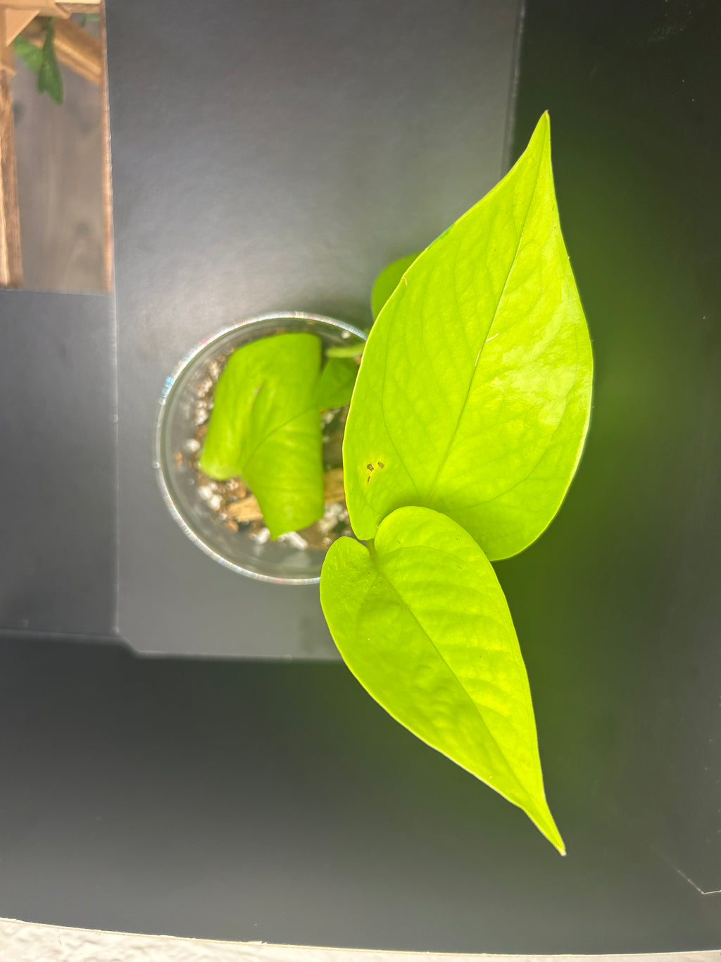 Neon Pothos (Starter)