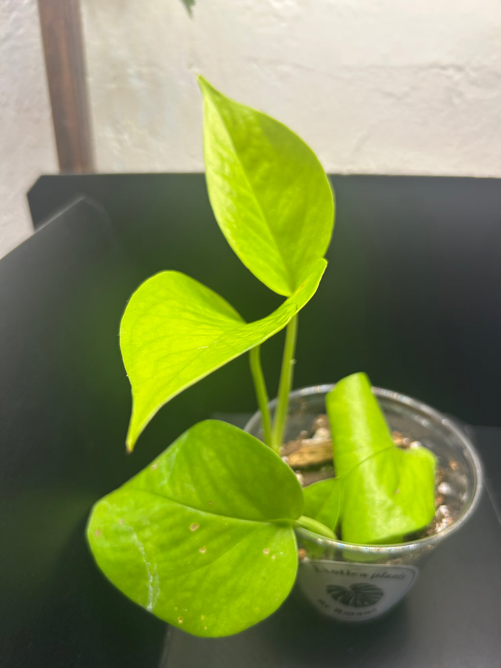 Neon Pothos (Starter)