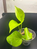 Neon Pothos (Starter)