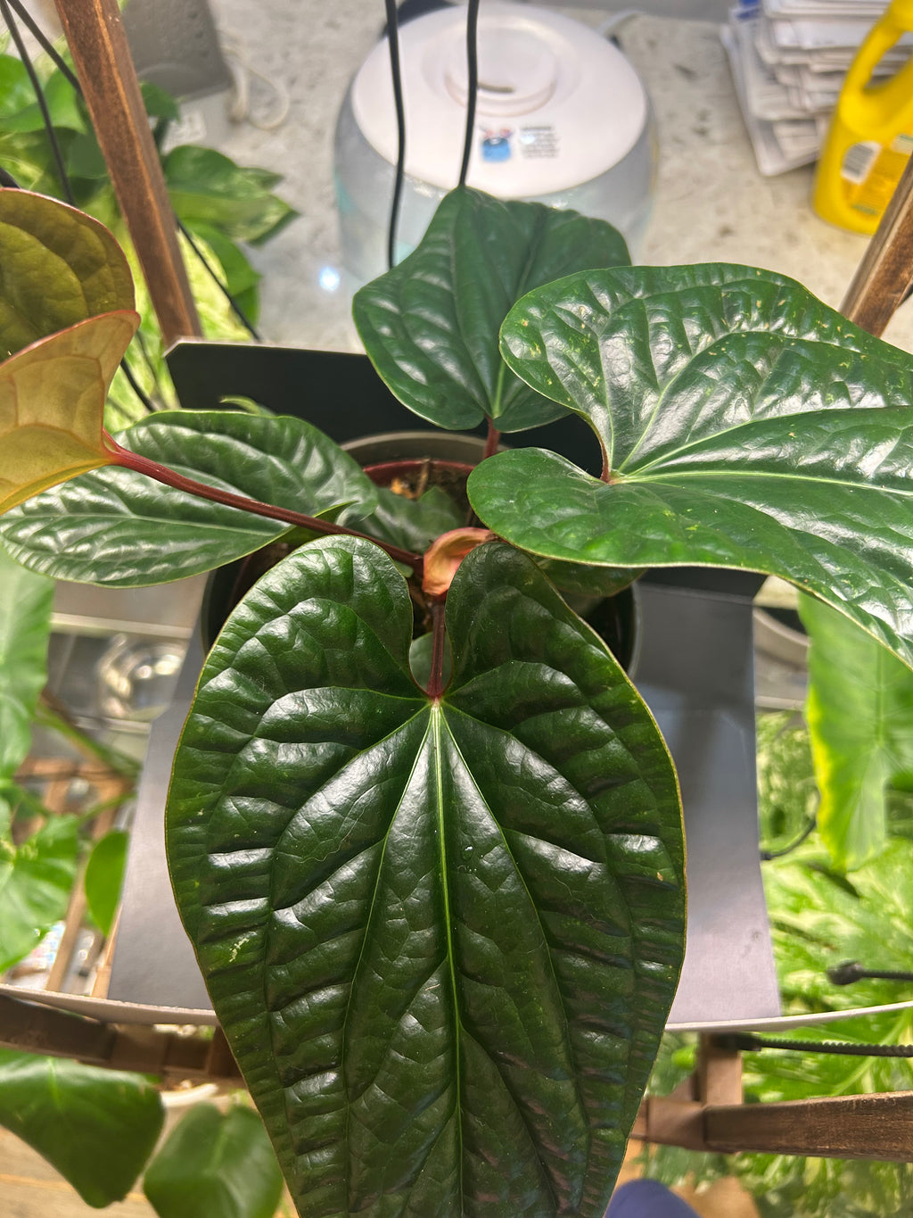 Radicans X Luxurians Anthurium (Large)