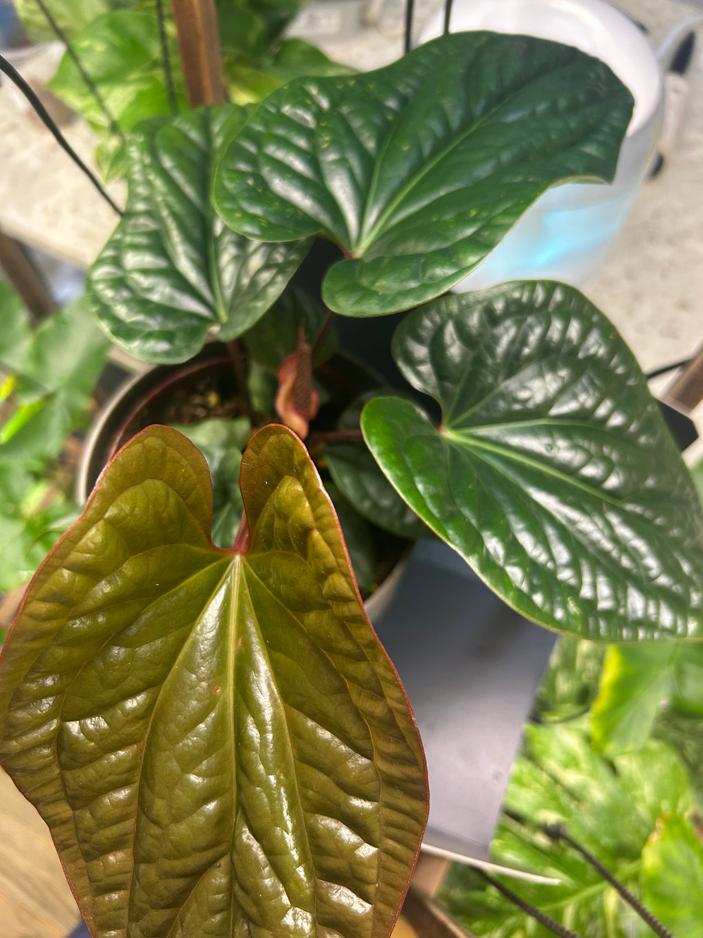 Radicans X Luxurians Anthurium (Large)