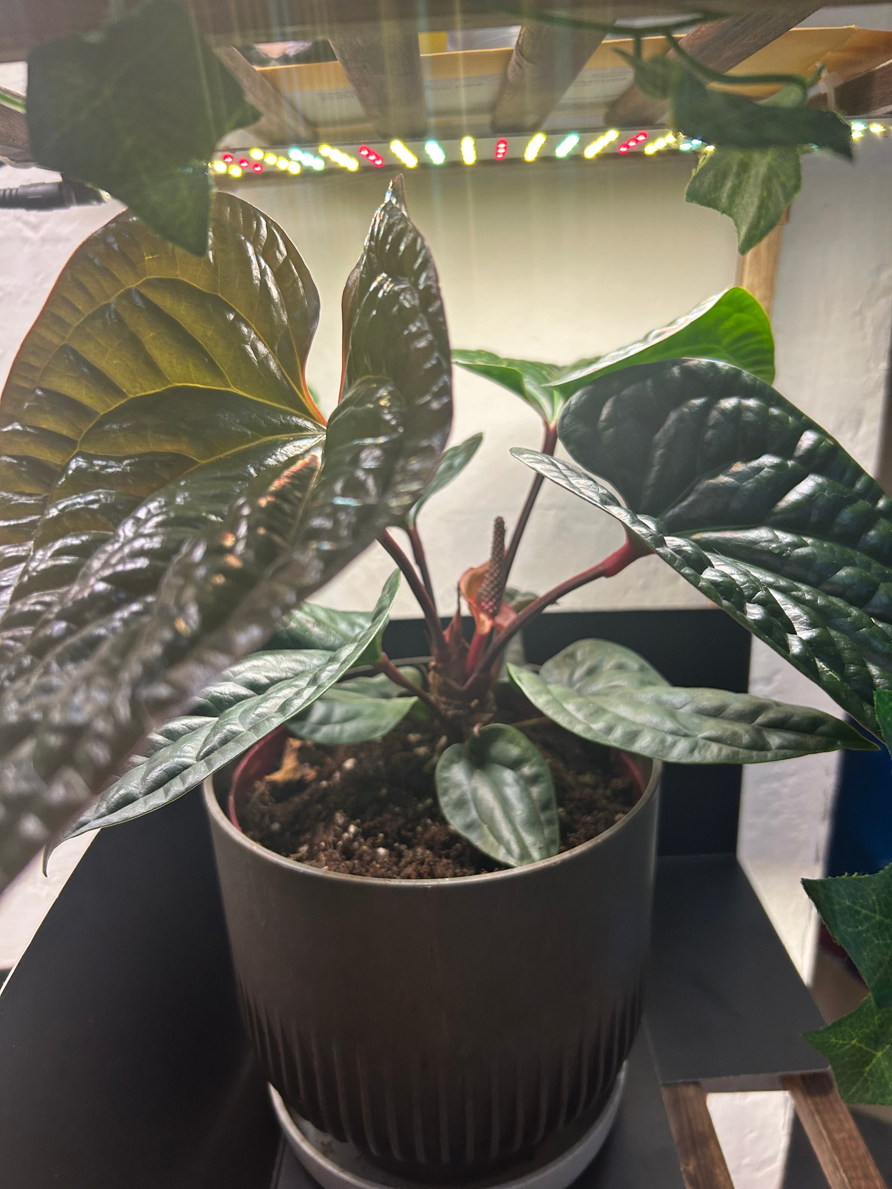 Radicans X Luxurians Anthurium (Large)