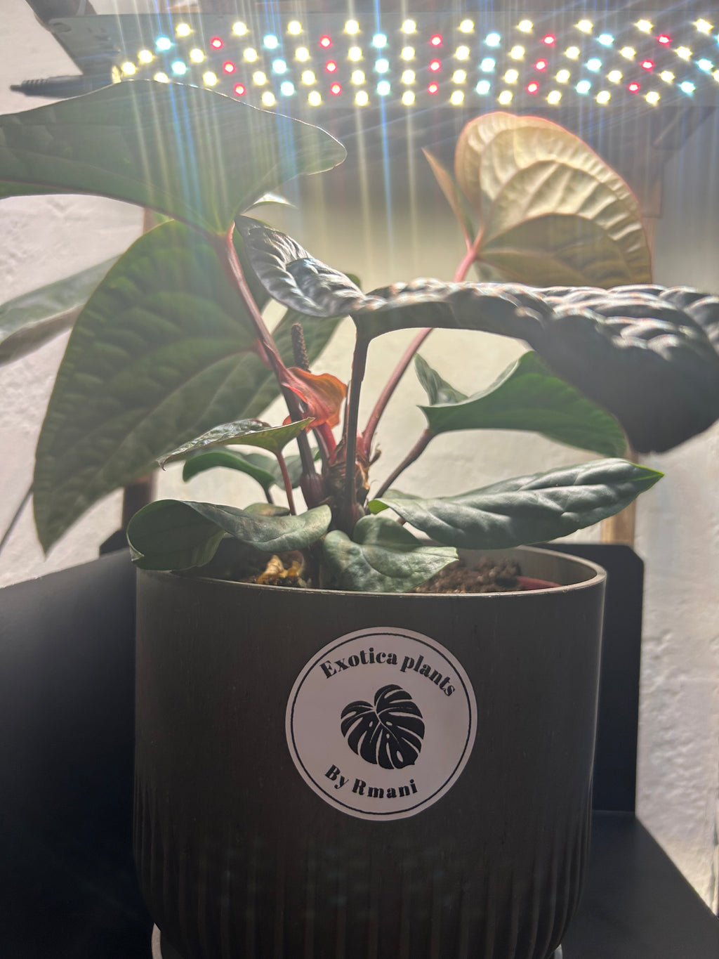 Radicans X Luxurians Anthurium (Large)