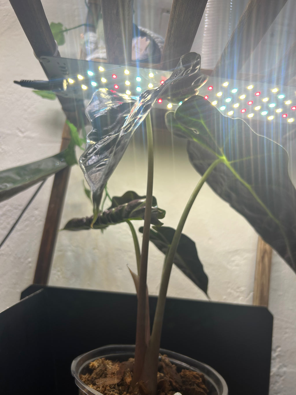Alocasia Polly