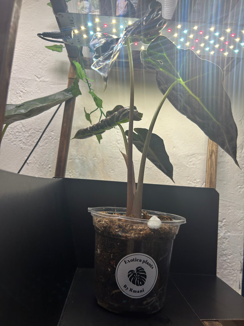 Alocasia Polly