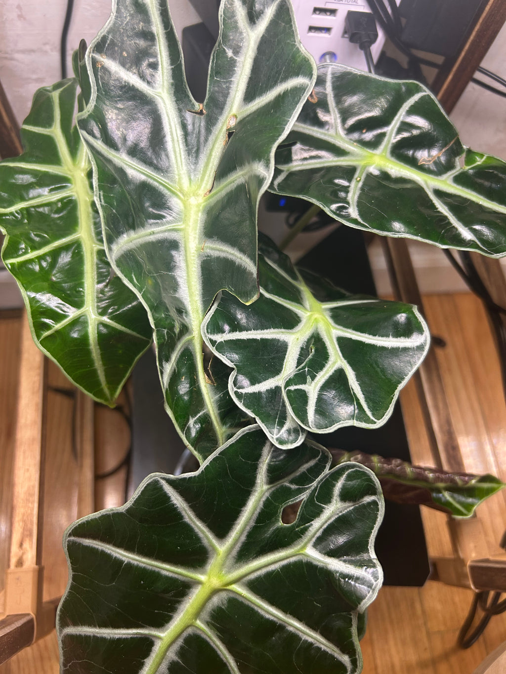 Alocasia Polly