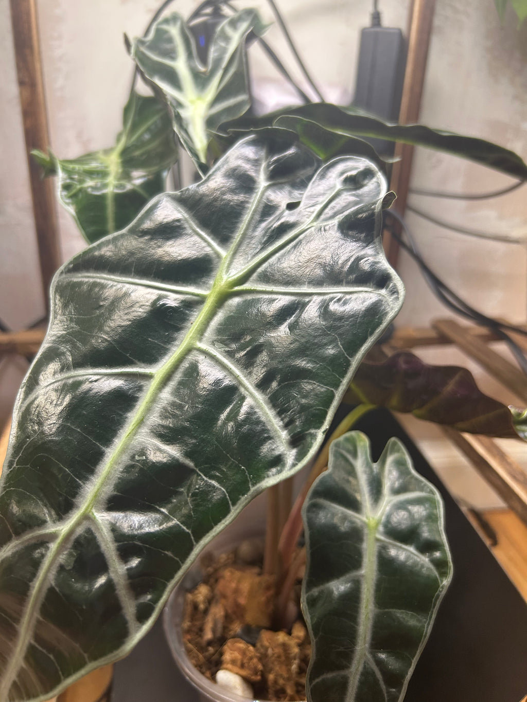 Alocasia Polly