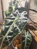 Alocasia Polly